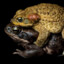 CANETOAD