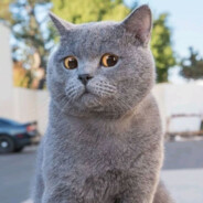 shangchetiaozhengshijing