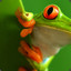 Treefrog