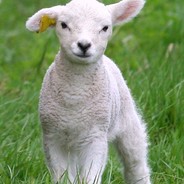 LamBoy369