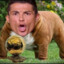 Dognaldo