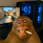 sasha monkey