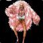Don Quixote Flamingo