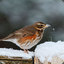 redwing