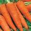 mr carrot