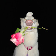 hisssoooo - steam id 76561198311325378