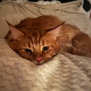 ＥＶＲＥＩ - steam id 76561198182392970