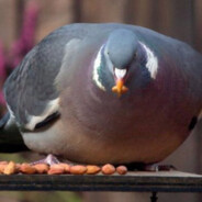 Pigeon