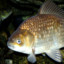 Karasik