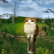 котакбастар