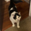 Bobby&#039;s cat
