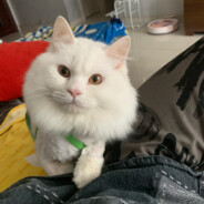 章鱼哥爱吃鱿鱼须