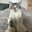 MEOW MEOW MEOW