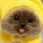 NooKii