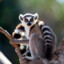 CrazyLemur