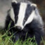 Badgery