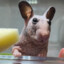 Just a Rat