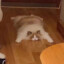 奔跑的荷兰猪