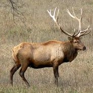 Elk