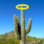 Angelic Cactus