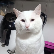 GatilaZN