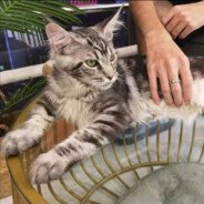 我的龟Toyota又圆