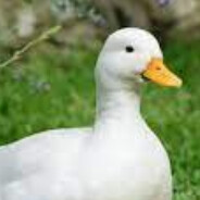 chiken