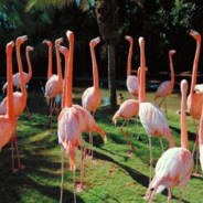 SEN YAXWI OGLANSAN ?