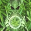 WEED_Alien