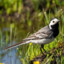 Die Bachstelze (Motacilla alba)