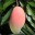 A Nice Mango