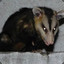 Tlacuache Belìco