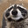 RACCOON