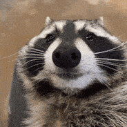 RACCOON