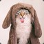 Meow-meow