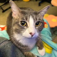 COWBOYKING - steam id 76561198039683668