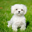 Baby Puppy