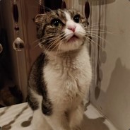 猪蹄猪蹄猪蹄