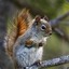 HastelloySquirrel