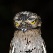 Potoo