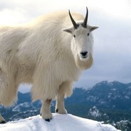 Bergziege - steam id 76561197971112373