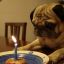 Singing Ham