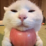 猫猫