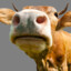 WinnieTheMoo