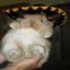 Sombrero Bunny