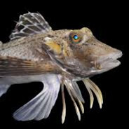 pfish