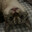 Invincible Steam avatar