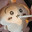 kitty cats lover