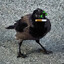 SneakyCrow