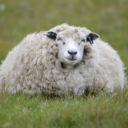 Precious Sheep